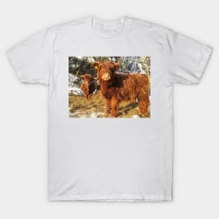 Scottish Highland Cattle Cow and Calf 1905 T-Shirt